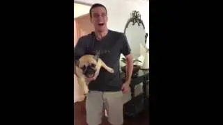 Французский бульдожка крикун