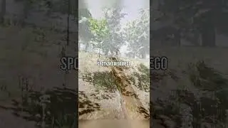 MITY W THE FOREST CZ.26