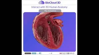 #healthcare #patientcare #patienteducation #anatomy #patientengagement #healthcaremarketing