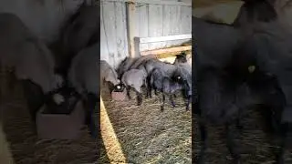 Время завтрака! Утренняя трапеза моих овечек 🍞🐓🐐