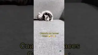 Cat Showing Off His Skills 🐈 | Unexpected Ending 🤣🤣🙊