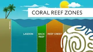 Coral Reef Zones