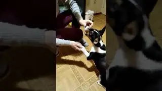 Рон научился давать лапу и дружить с кошкой.