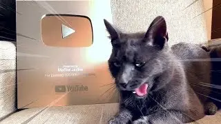 MAČKA JACKIE DOSTALA YOUTUBE PLAY BUTTON