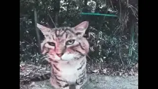 Weed cat from TikTok (3 minute version)