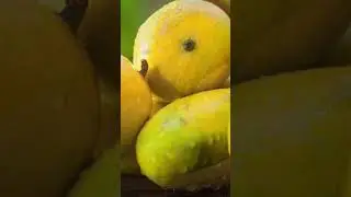 सपने में आम देखना और आम वृक्ष देखने का मतलब 