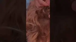 Squirrel Stuck In His Hair  