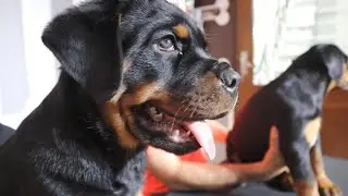 Rottweiler Puppies For Sale | Show Quality | Champion Breed