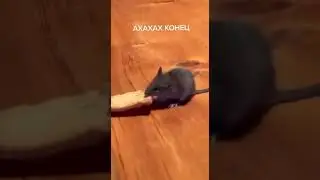 Все сегодня поужинали 😋  