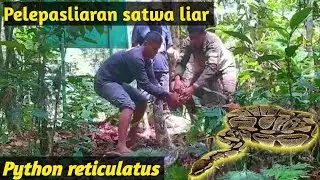 IT NEEDS STRUGGLE WHEN THE PYTHON SNAKES LEAVE TO HIS HABITAT, ALMOST! BITE