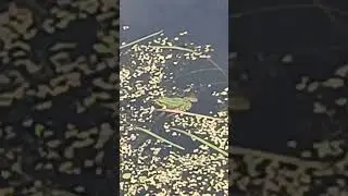 лягушка