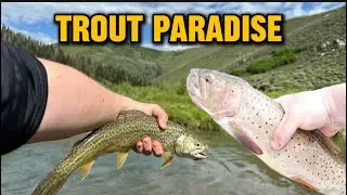 24 Hours Fishing The Most Beautiful Trout Creek In The Country? (3lb trout)