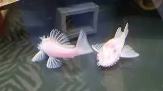 snow white ancistrus males fighting