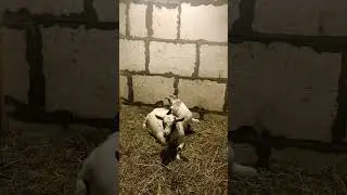 Камерунская попрыгушка по маме