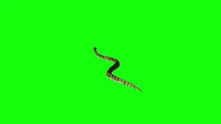 Anaconda Snake Green Screen HD
