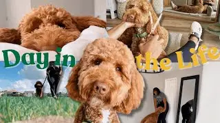 THE CUTEST DAY IN THE LIFE OF A GOLDENDOODLE | MORNING ROUTINE | DOG | GROOMING TIPS PUPPY VLOG