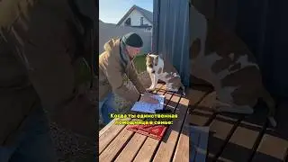 Вместе с стаффом делаем ворота #shortvideo #собака #staff #pitbull #стаффорд #стаффордширскийтерьер