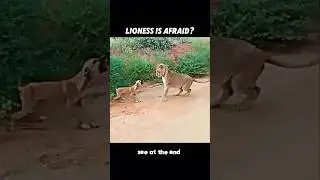 Lion vs leopard 