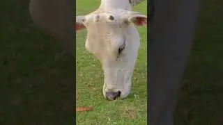 The cow eating Grass
