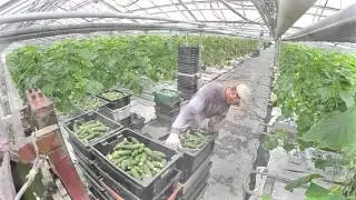 Профессионалы выбирают СВ 4097 ЦВ F1