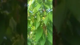 Гилос хам пишди ☺🍒🍒🍒🍒🍒