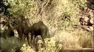 22/ النمر ذو الاسنان السيفيه_SABER TOOTHED TIGER