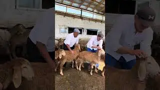 АРАШАНЧЫЛАР РЕЙНА КЕНЧ ЧАРБАСЫНДА