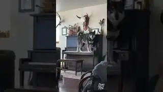 Музыкальная пауза