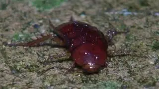 何かと思ったらGの老齢幼虫