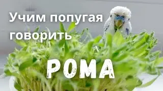 Учим попугая говорить 
