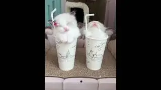 кото - коктейль