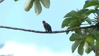 Dusky Parrot (Pionus fuscus), French Guiana