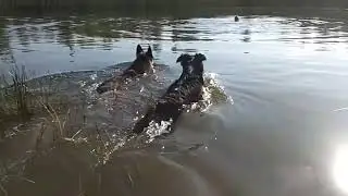 Боночка шукає сім'ю