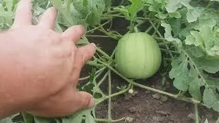 🍉 ДИВО-КАВУНЧИК .. ЦІКАВА ІСТОРІЯ І ПОХОДЖЕННЯ .. ЩО ЗА СОРТ ЗАГАДКА ?!