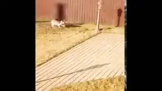 Как на звуке тттттттттт