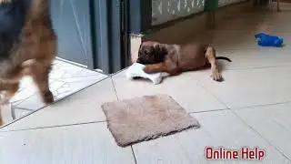 Just a puppy but very aggressive. Aggressive Boerboel Puppy (Super Energetic)