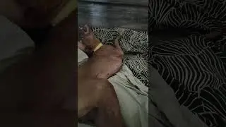 My spoil cute Thai Ridgeback  dog 🐶🐶