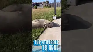Seal On The Streets