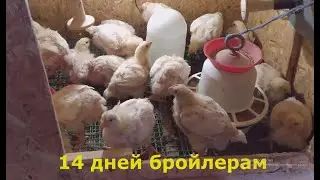 бройлерам 14 дней