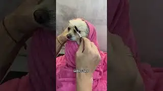 How to remove dirt from around a dog's eyes. Helpful lifehack☺️ 