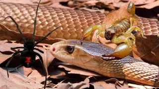 The most poisonous animal in the world