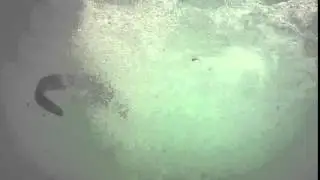 Iguana