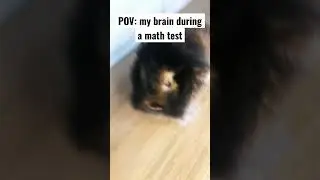 Pov: my brainduring a math test