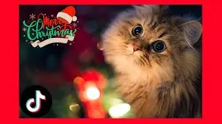 Funniest Cats on TikTok