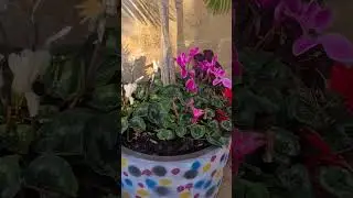 So Pretty Flowers Arrangement & Pats
