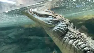 Крокодил