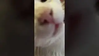 Надобраніч від котика😘Цьом!#cutecat #kitten #кошки #смішнікоти #cat #funnycats
