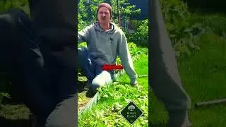 Когда пора заниматься малиной? Узнайте важные детали! #сад #дача #малина #огород #garden