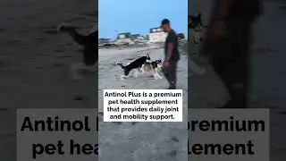 my huskies race on the beach #shorts
