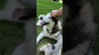 Husky gets the zoomies and starts throwing his toy around